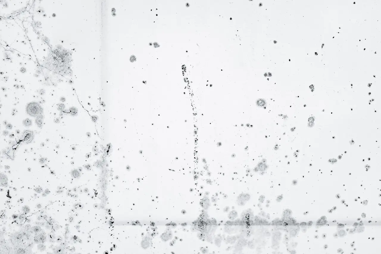 Mold Inspection