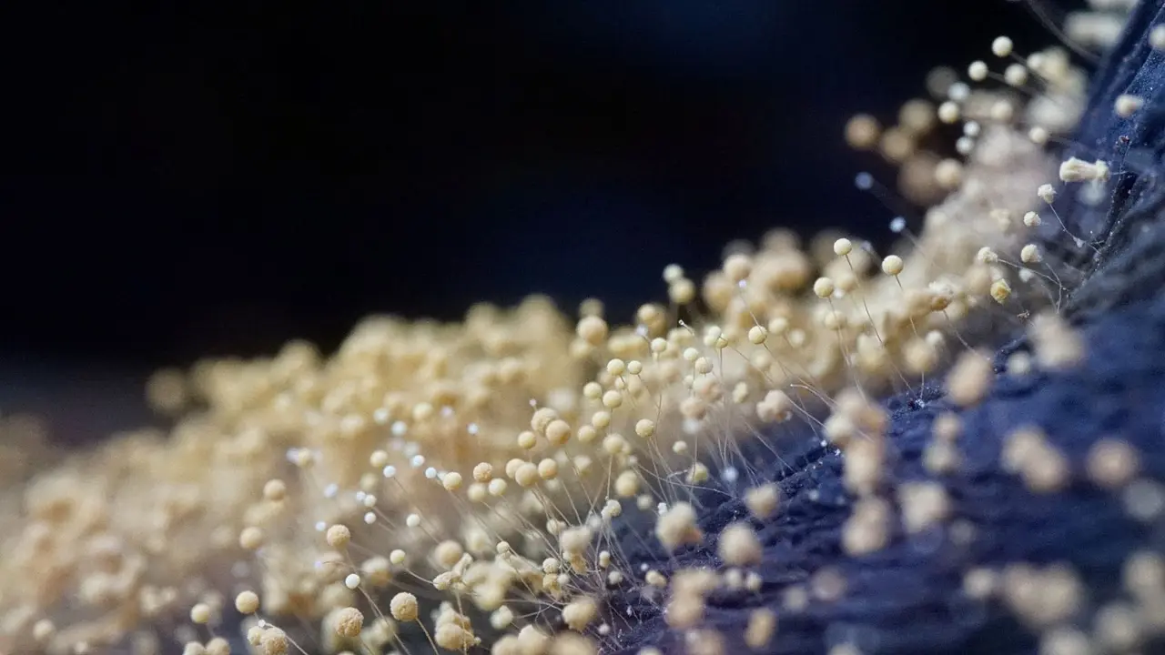 Mold Testing